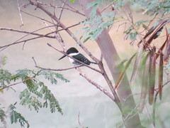 Chloroceryle americana