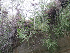 Kalanchoe × houghtonii