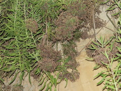 Kalanchoe × houghtonii