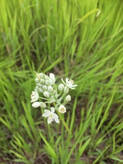 Ornithogalum flexuosum