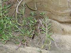 Kalanchoe × houghtonii