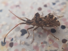 Centrocoris