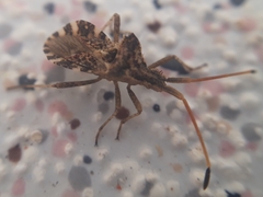 Centrocoris