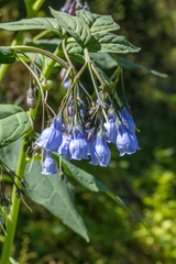 Mertensia paniculata