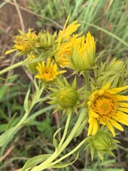 Berkheya coddii
