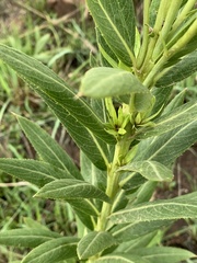 Berkheya coddii