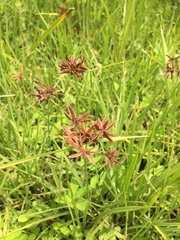 Cyperus nitidus