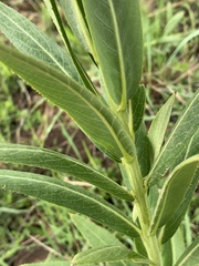 Berkheya coddii