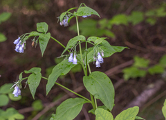 Mertensia paniculata