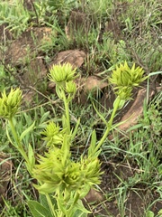 Berkheya coddii