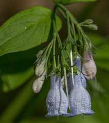 Mertensia paniculata