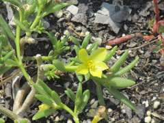 Portulaca rubricaulis