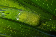 Phyllaplysia taylori