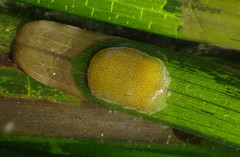Phyllaplysia taylori