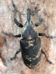 Ileomus