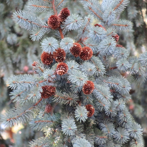 Engelmann spruce (Picea engelmannii)