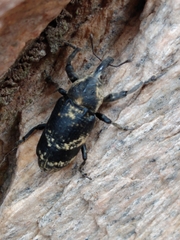 Ileomus