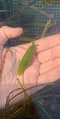 Phyllaplysia taylori