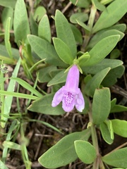 Asystasia subbiflora