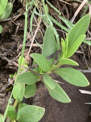 Asystasia subbiflora