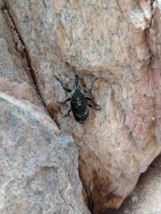 Ileomus