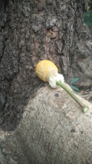 Parkia speciosa