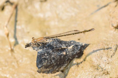 Telebasis simulacrum