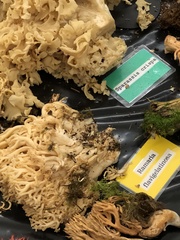 Ramaria flavigelatinosa