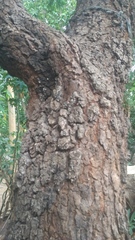 Parkia speciosa