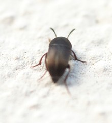 Ptomaphagus