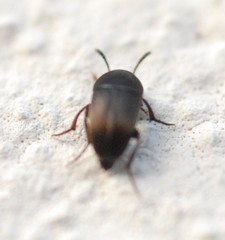 Ptomaphagus