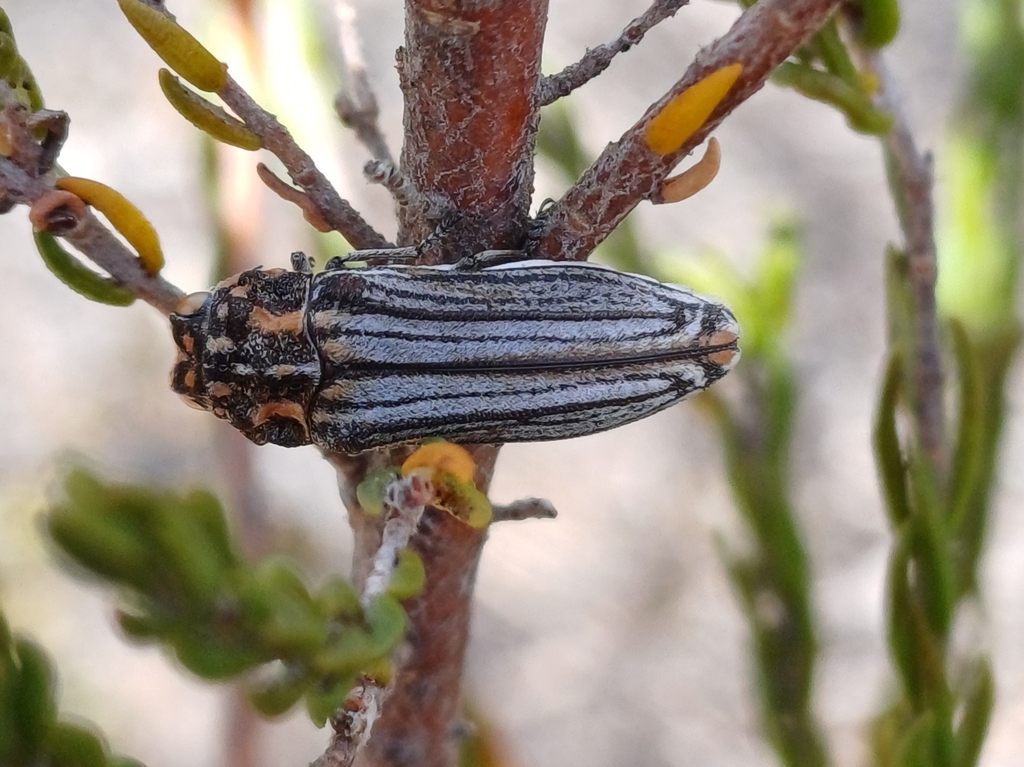 Alissoderus albiventris
