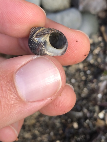 Littorina littorea