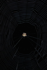 Gasteracantha geminata