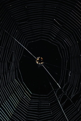 Gasteracantha geminata