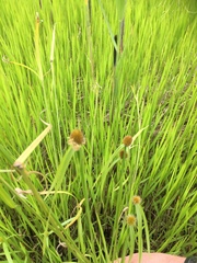 Cyperus melanospermus