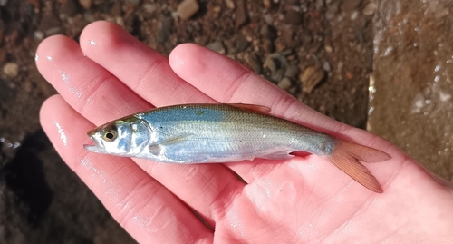 Asp (Leuciscus aspius) — Cyprinidae — 3