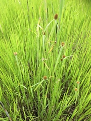 Cyperus melanospermus