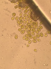 Tetraselmis