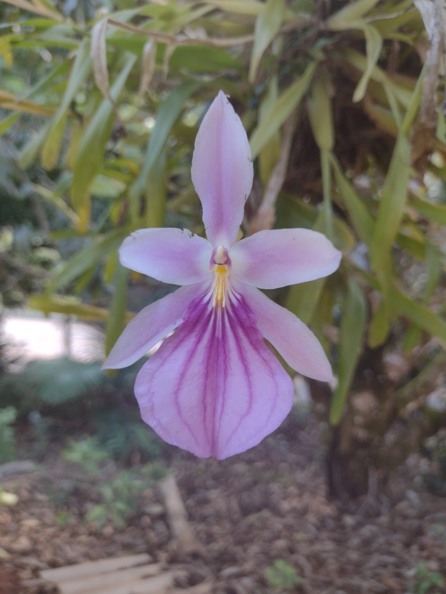 Imagem de Orquídea