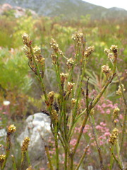 Thesium spicatum