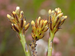 Thesium spicatum