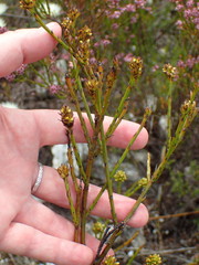 Thesium spicatum