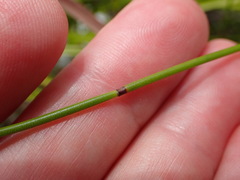 Elegia hookeriana