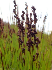 Elegia hookeriana