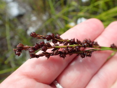 Elegia hookeriana
