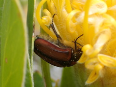 Trichostetha signata