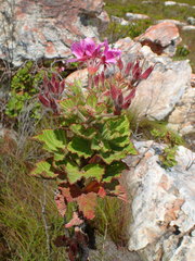 Pelargonium cucullatum cucullatum