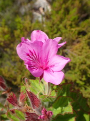 Pelargonium cucullatum cucullatum