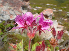 Pelargonium cucullatum cucullatum